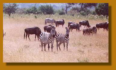 Zebras und Gnus, Masai Mara