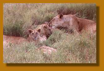 Löwen mit Jungen, Masai Mara