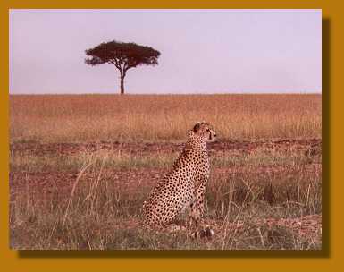 Gepard, masai mara