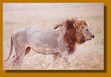 Löwe, Masai Mara