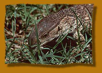 , Kapwaran, Varanus albigularis  Monitor Lizard