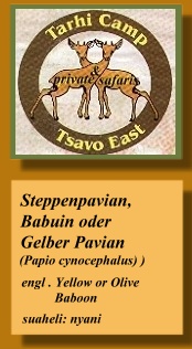 Steppenpavian, Papio cynocephalus