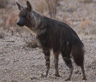 Schabrakenhyäne o. Braune Hyäne (Parahyaena brunnea)