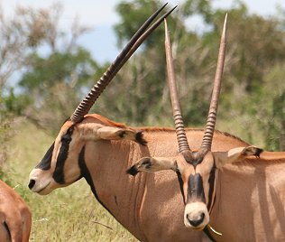 Büschel- oder Fransenohr Oryx (Fringed Eard Oryx, Oryx beisa calliotis)