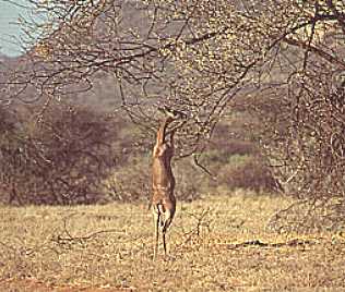Gerenunk Weibchen, Samburu Reservat