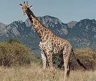 Masai Giraffe im Tsavo West, Giraffa camelopardalis