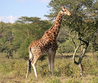 Uganda oder Rothschild Giraffe im Nakuru National Park