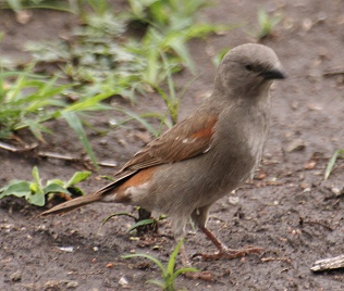 Graukopfsperling, Passer grieseus, Grey-Headed Sparrow 
