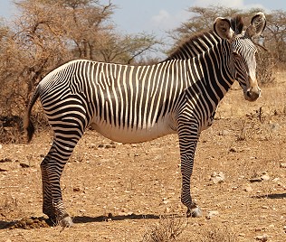 Grevyzebra, Equus grevyi, Grevy Zebra