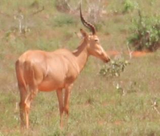 Hirola, Tsavo Ost