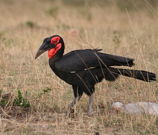 Hornrabe, Masai Mara