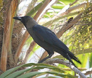 Indische Krähe, Corvus splendens, Indian House Crow