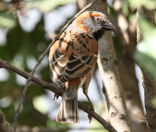 Keniasperling, Passer rufucinctus, Kenya Sparrow