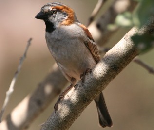 Keniasperling, Passer rufucinctus, Kenya Sparrow