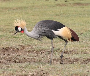 Graubrustkronenkranich, Grey Crowned Crane, Balearica regulorum gibbericeps