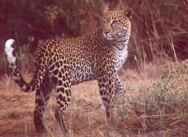 Leopard, Samburu Reservat
