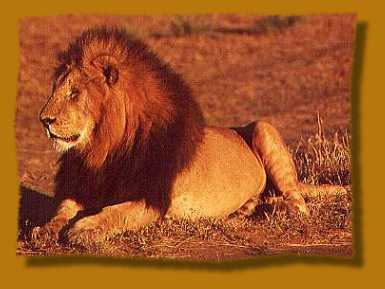 Löwen Männchen, Masai Mara