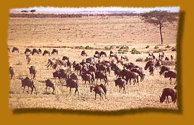 Gnus während der Migration in der Masai Mara