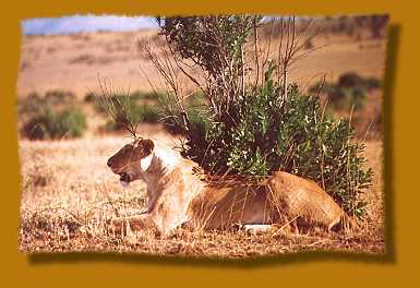 Löwen beobachten Gnus, Masai Mara