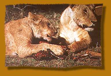 Löwen fressen Impala, Masai Mara