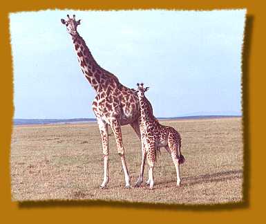 Masai Giraffe mit Jungem, Masai Mara