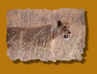 Löwin im Nairobi National Park