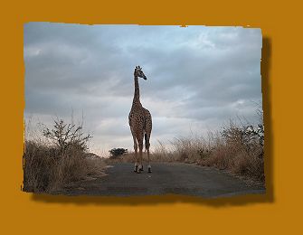 Masai Giraffe auf der Piste, Nairobi National Park