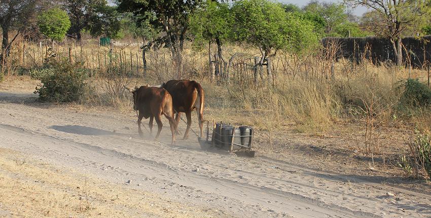 Caprivi Rinderschlitten