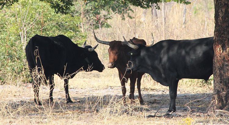 Caprivi