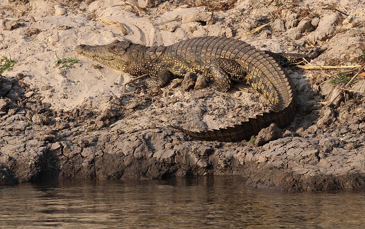 Nilkrokodil (Crocodylus niloticus)