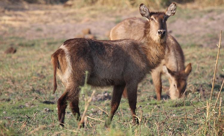 Ellipsen-Wasserbock (Kobus ellipsiprymnus)