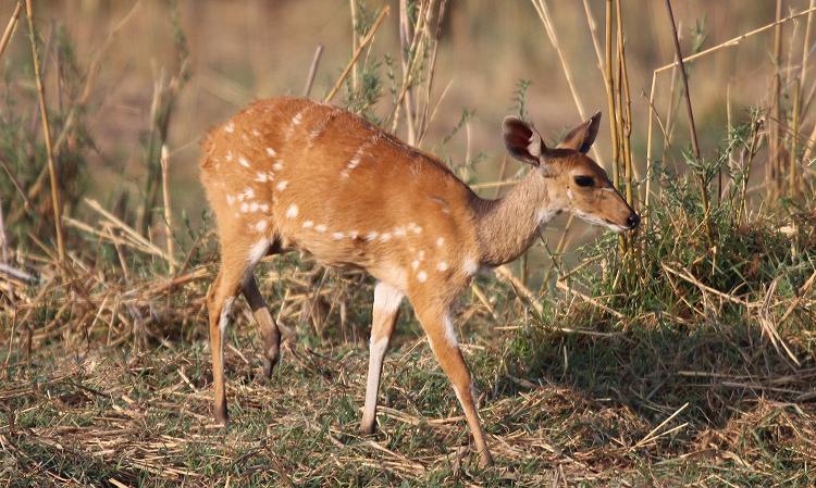 Cape bushbuck (Tragelaphus sylvaticus)