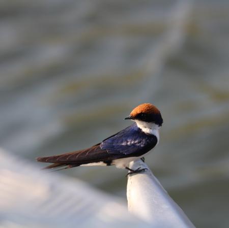 Rotkappenschwalbe (Hirundo smithii)