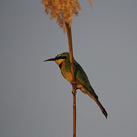 Zwergspint (Merops pusillus cyanostictus)