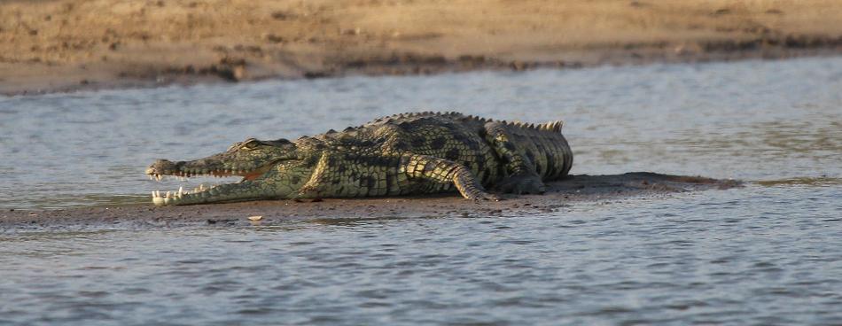 Nilkrokodil (Crocodylus niloticus)