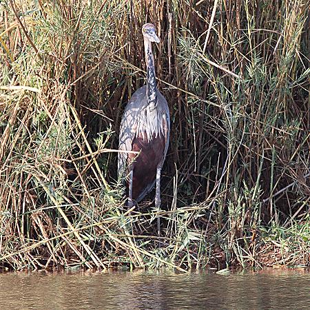 Goliathreiher (Ardea goliath) 