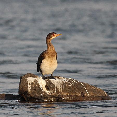 Riedscharbe oder afrik. Kormoran (Phalacrocorax africanus)