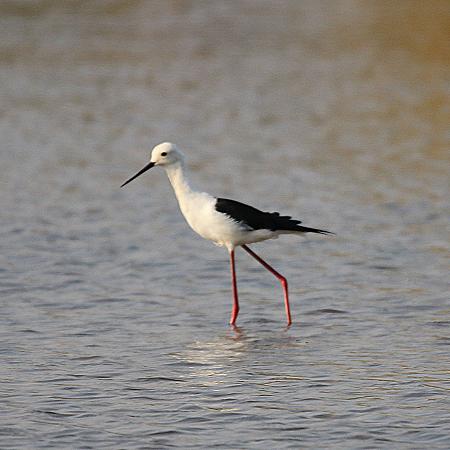 Stelzenläufer (Himantopus himantopus) 