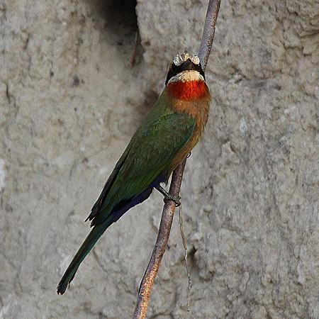 Weißstirnspint Merops b. bullockoides)