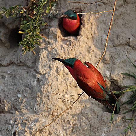 Südl. Kaminspint (Merops nubicus coides)