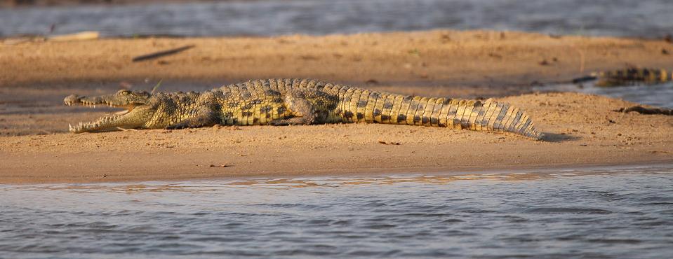 Nilkrokodil (Crocodylus niloticus)