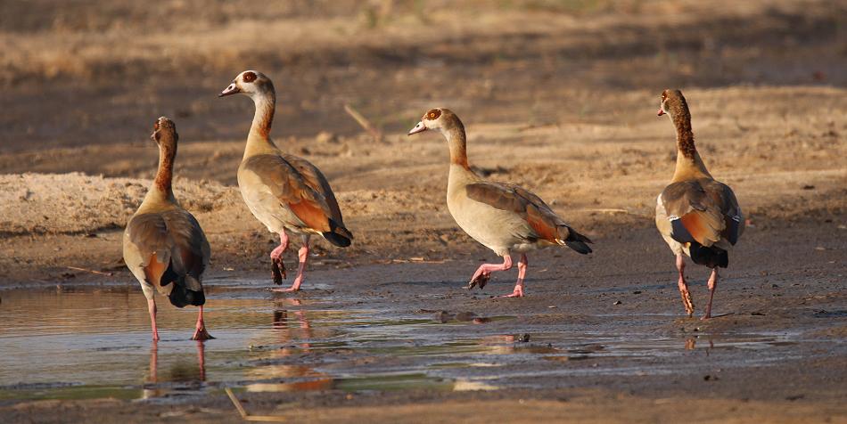 Nilgänse (Alopochen aegyptiaca)