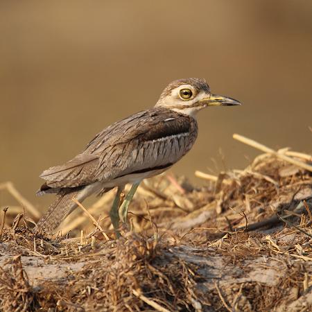 Kaptriel (Burhinus capensis)