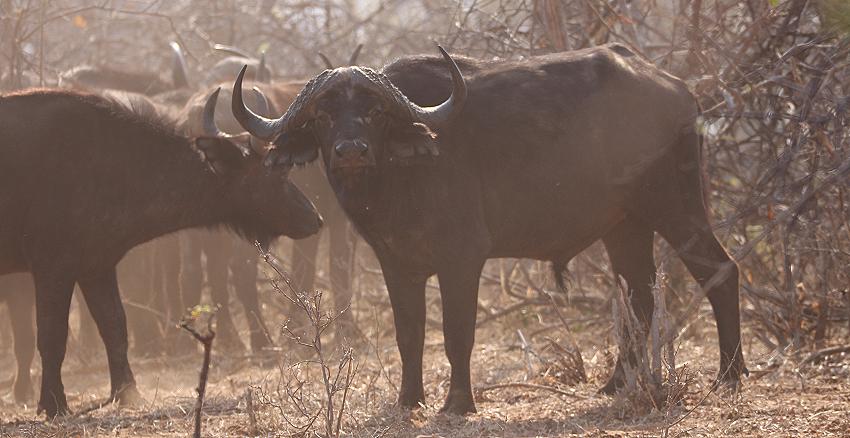 Bwabwata National Park - Buffalo Core Area