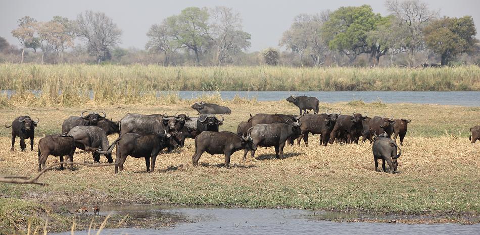 Bwabwata National Park - Buffalo Core Area