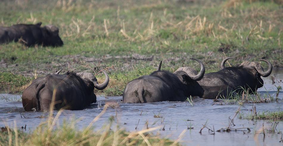 Bwabwata National Park - Buffalo Core Area