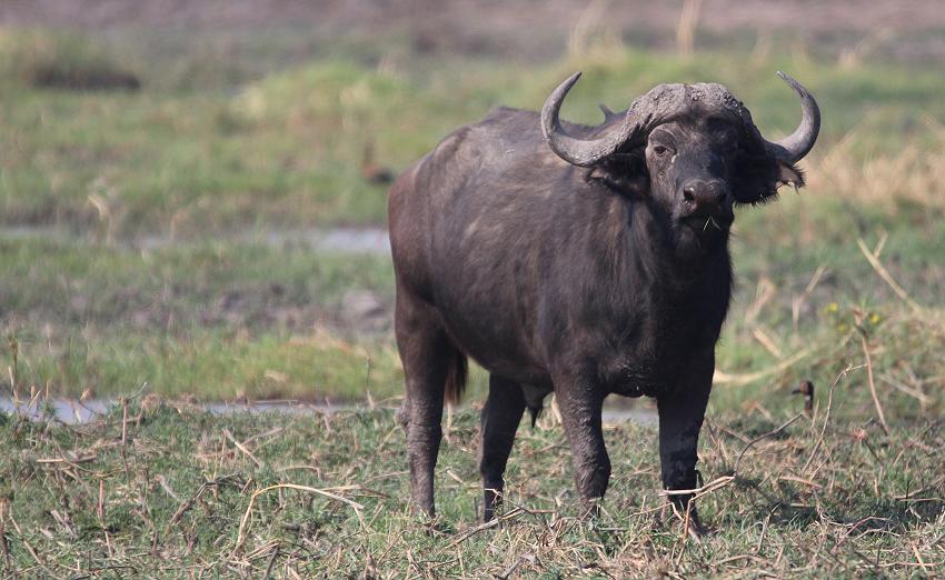 Bwabwata National Park - Buffalo Core Area