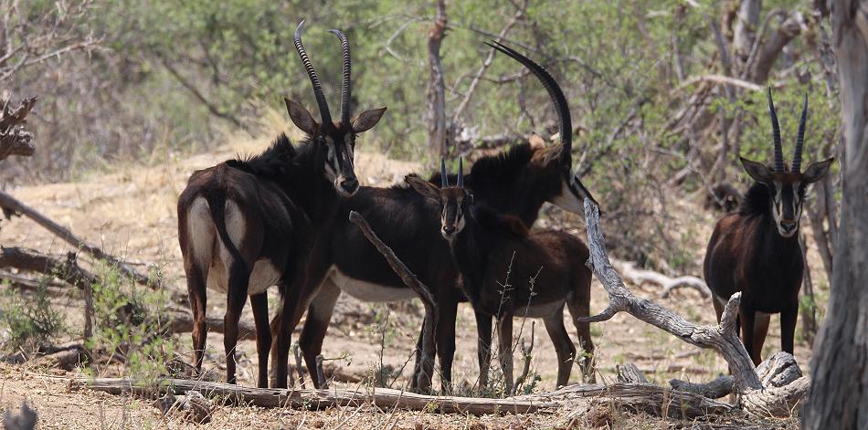 Bwabwata National Park - Buffalo Core Area