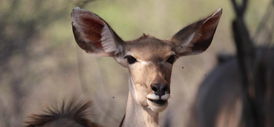 Bwabwata National Park - Buffalo Core Area