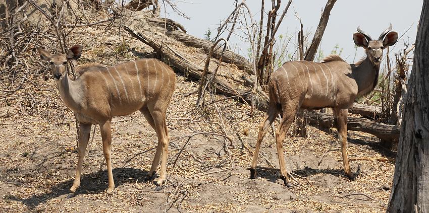 Bwabwata National Park - Buffalo Core Area